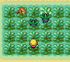 Pokémon selvagens visíveis no mato alto